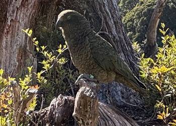 Probably a Female Adult kea
