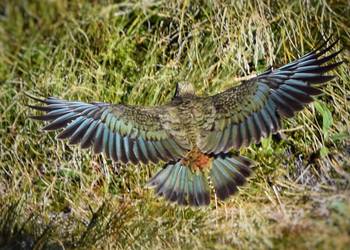 Probably a Male Adult kea