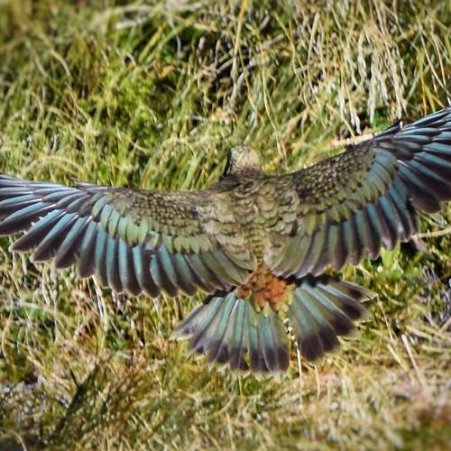 Probably a Male Adult kea