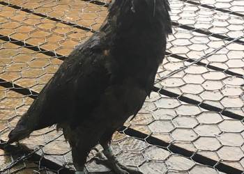 Probably a Male Adult kea