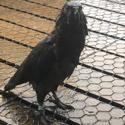 Probably a Male Adult kea