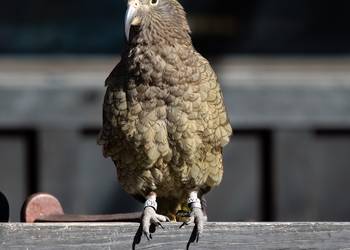 Probably a Female Sub-Adult kea