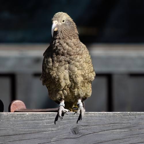 Probably a Female Sub-Adult kea
