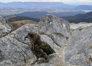 Probably a Male Adult kea