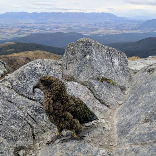 Probably a Male Adult kea