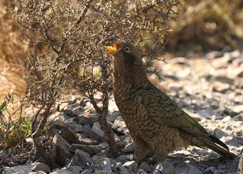 Probably a Male null kea