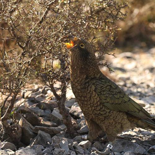 Probably a Male null kea