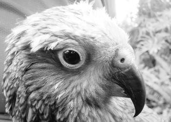 Probably a Undetermined Adult kea