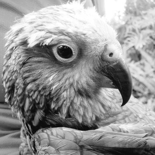 Probably a Undetermined Adult kea