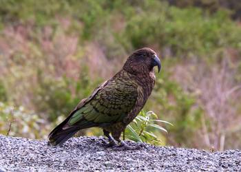 Probably a Male Adult kea