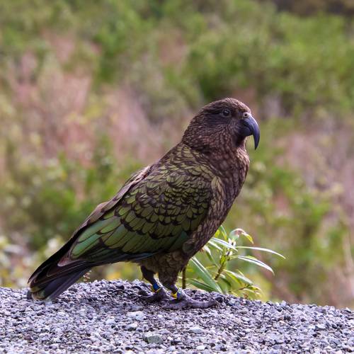 Probably a Male Adult kea