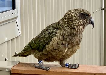 Probably a Female Adult kea