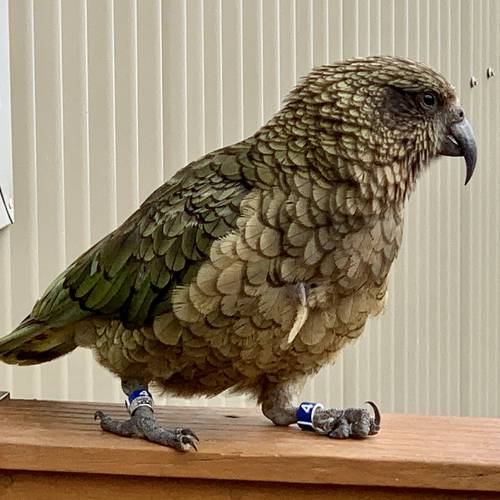 Probably a Female Adult kea