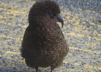 Probably a Male Adult kea