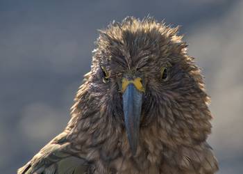 Probably a Female Adult kea