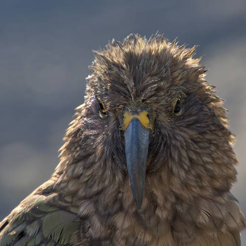 Probably a Female Adult kea