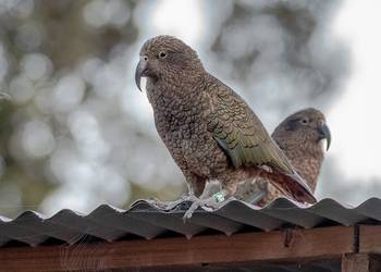 Probably a Male Adult kea