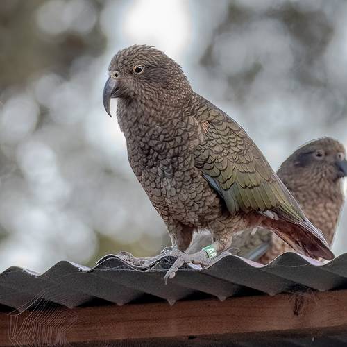 Probably a Male Adult kea