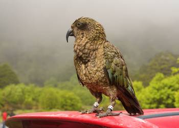 Probably a Male Adult kea