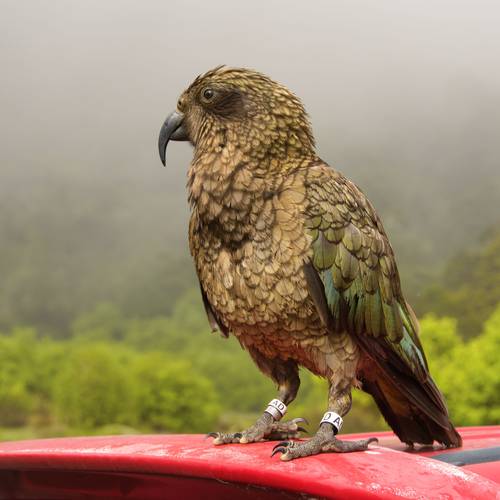 Probably a Male Adult kea