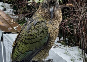 Probably a Male Adult kea