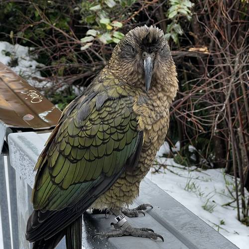 Probably a Male Adult kea