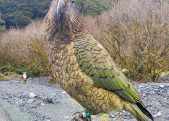 Probably a Undetermined Adult kea