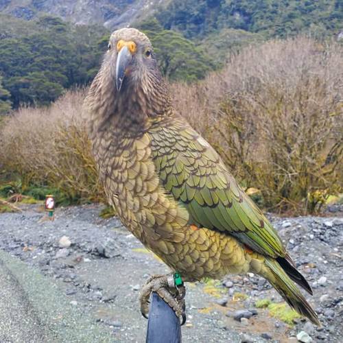 Probably a Undetermined Adult kea