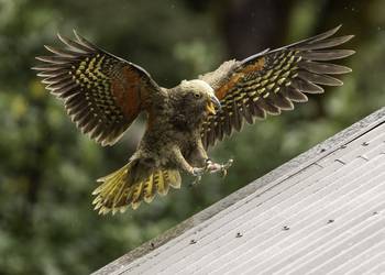 Probably a Female Sub-Adult kea