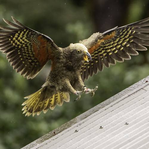 Probably a Female Sub-Adult kea