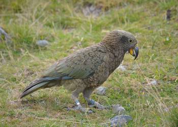 Probably a Male Adult kea