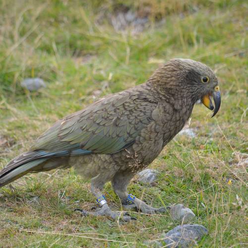 Probably a Male Adult kea