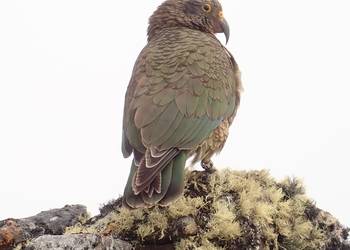Probably a Undetermined Adult kea