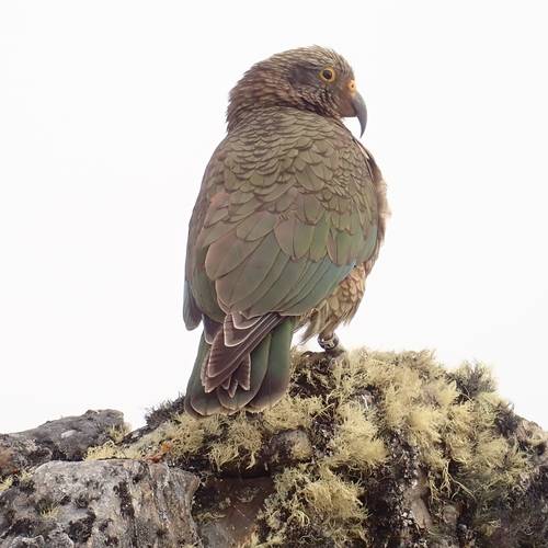 Probably a Undetermined Adult kea