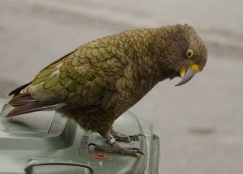 Probably a Male Adult kea