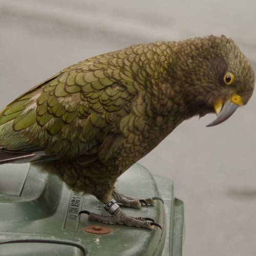 Probably a Male Adult kea