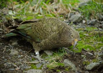 Probably a Male Adult kea