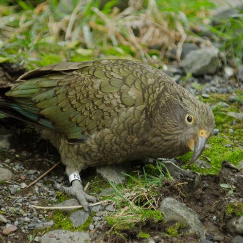 Probably a Male Adult kea