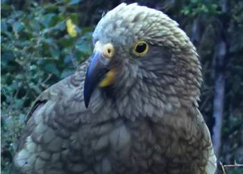 Probably a Female Adult kea