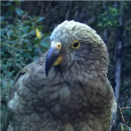 Probably a Female Adult kea