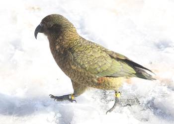 Probably a Male Adult kea