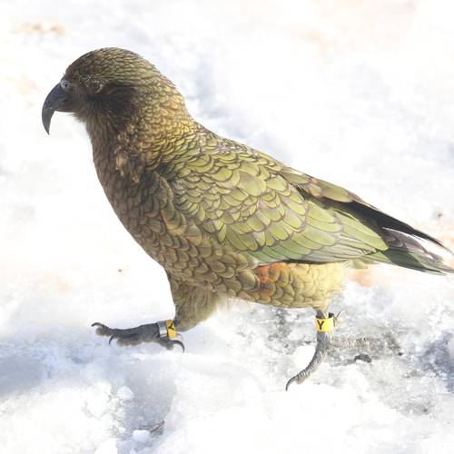 Probably a Male Adult kea