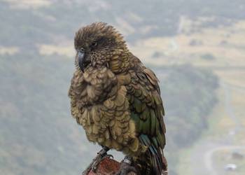 Probably a Female Adult kea