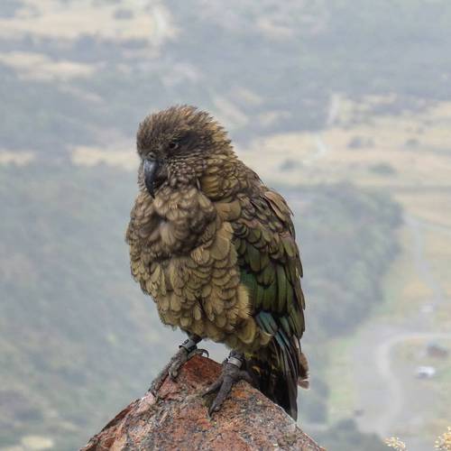 Probably a Female Adult kea