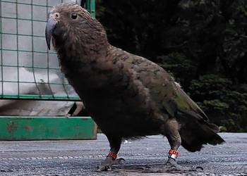Probably a Male Adult kea