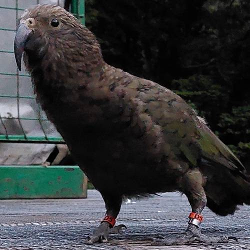 Probably a Male Adult kea