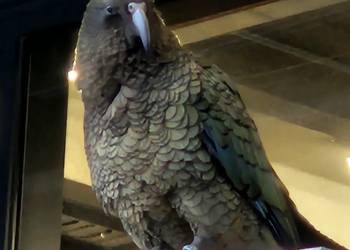 Probably a Male Adult kea