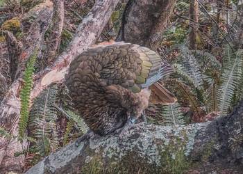 Probably a Male Adult kea