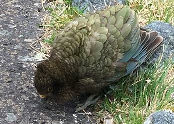 Probably a Female Adult kea