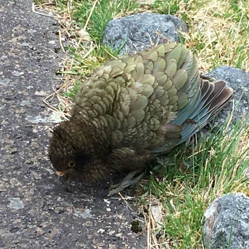 Probably a Female Adult kea